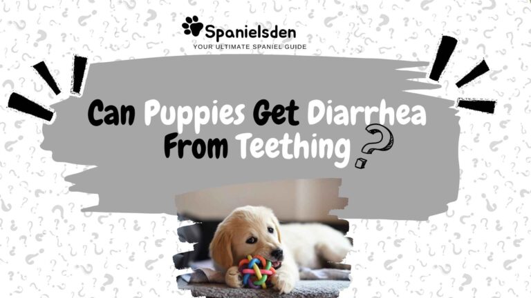 Puppy Teething & Diarrhea: What Every Pet Owner Should Know