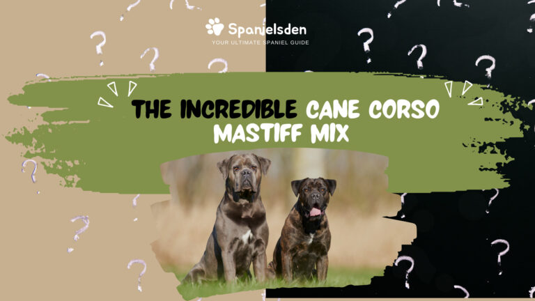 The Incredible Cane Corso Mastiff Mix: Strength Meets Loyalty