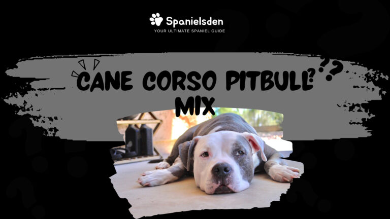 Cane Corso Pitbull Mix: Surprising Facts You Need to Know