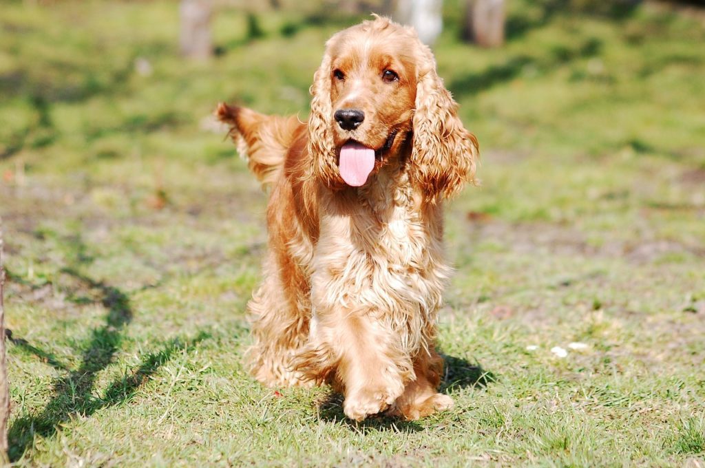 Golden-Cocker-Retriever-Cocker-Spaniel