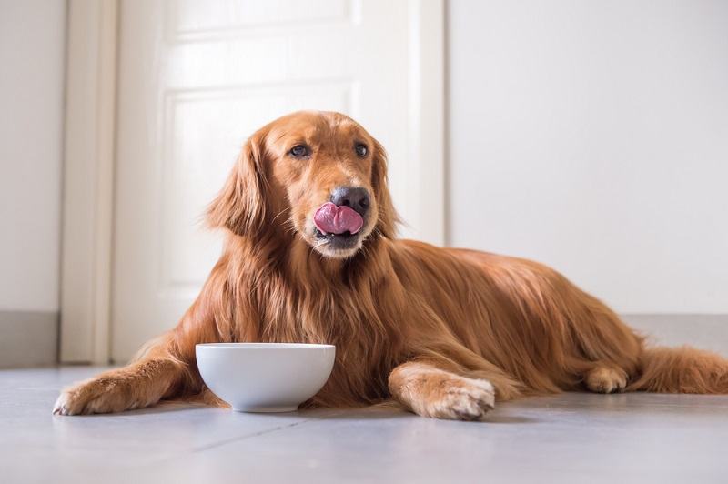 Golden-Retriever-eating_chendongshan_shutterstock