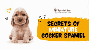 Secrets of Miniature Spaniel