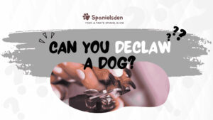 Can you declaw a dog?