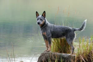 blue heeler