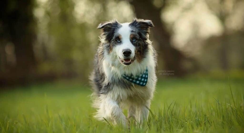 blue heeler mix