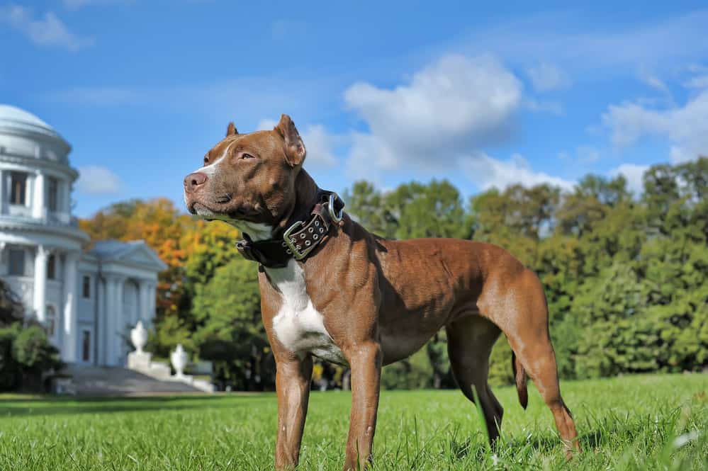 cane corso pitbull mix