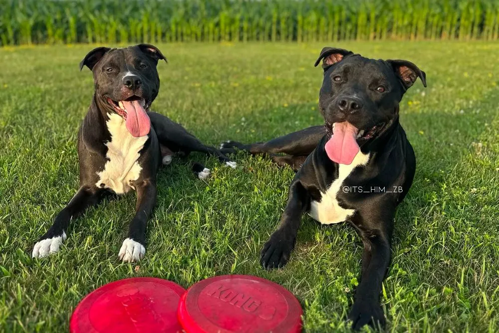 cane corso pitbull mix