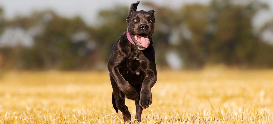 cane corso pitbull mix