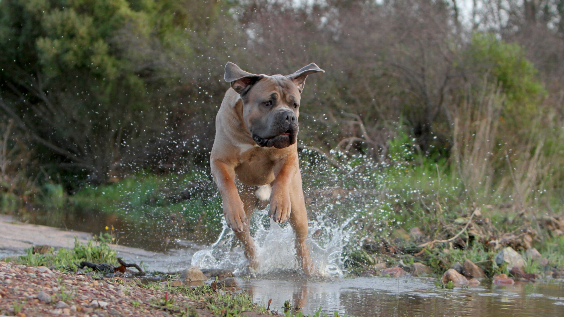 cane corso pitbull mix