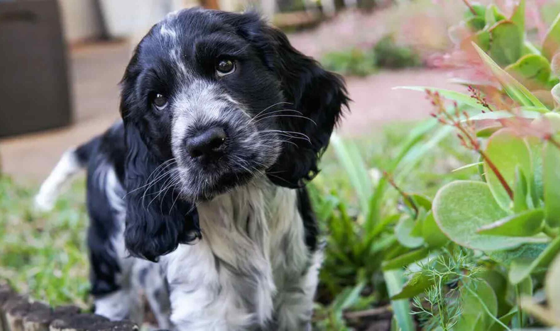 cocker spaniel's pros and cons