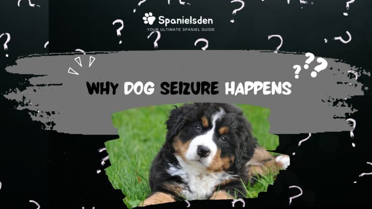 Dog Seizures Explained: Types, Causes, and Care Solutions