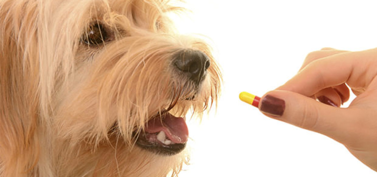 side effects of deworming a dog