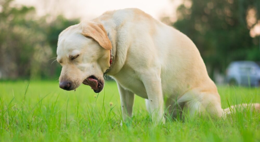 side effects of deworming a dog