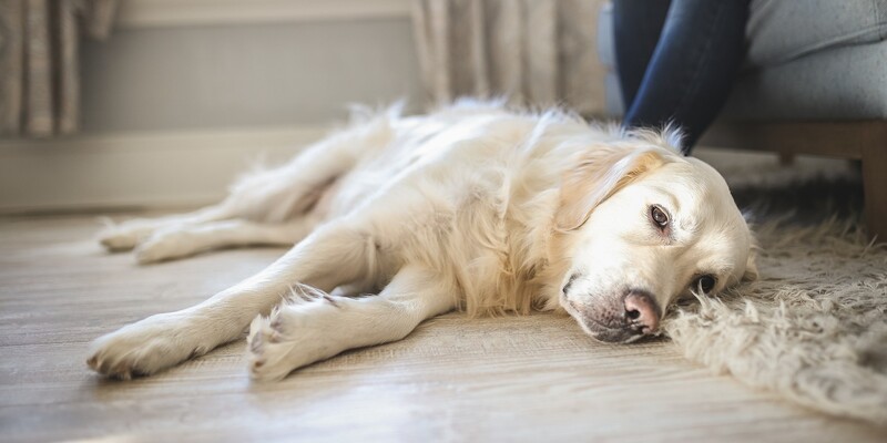 dog behaviour before death