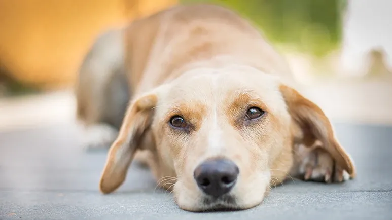 signs of poor quality dog life in dogs