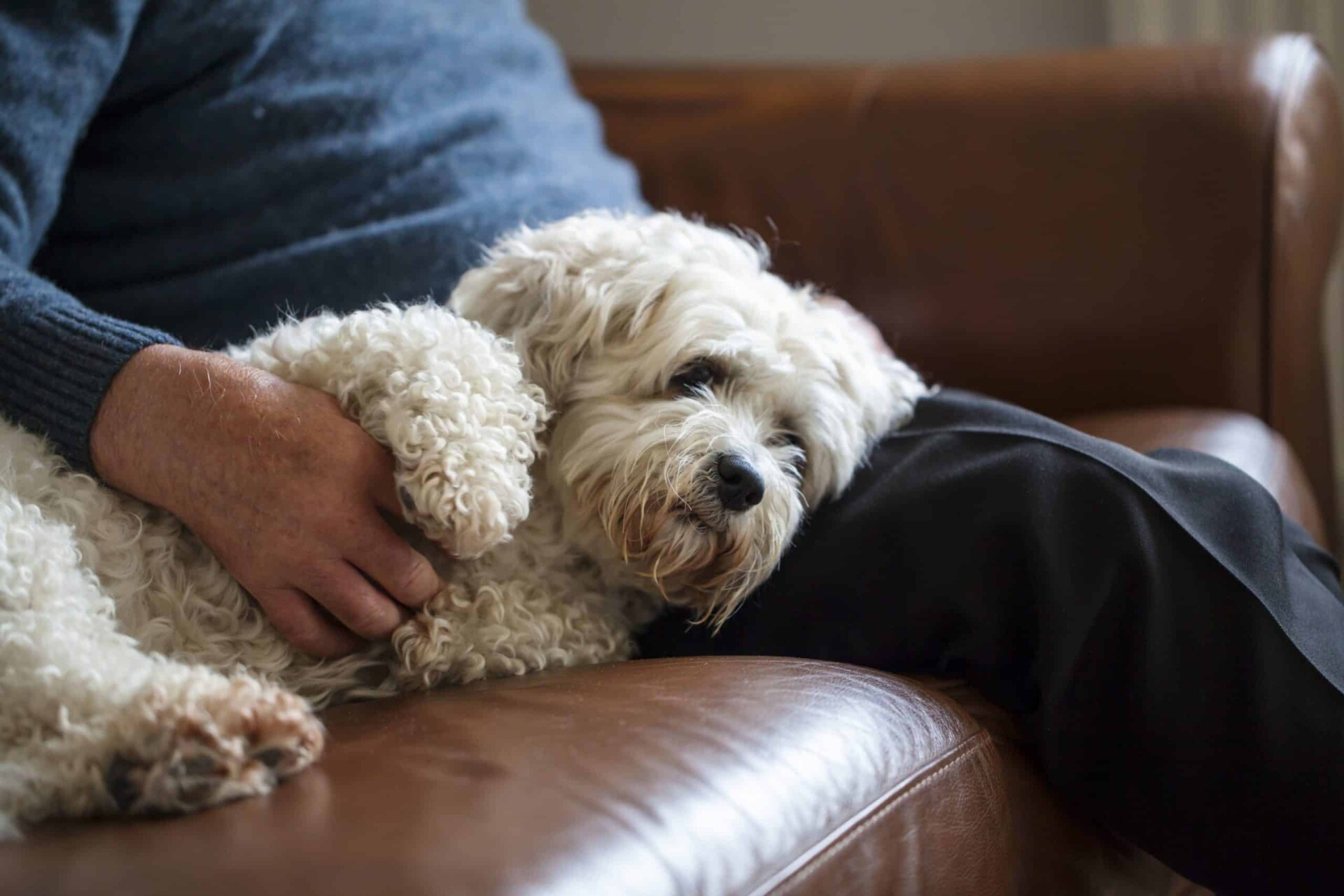 old-dog-cockapoo-scaled