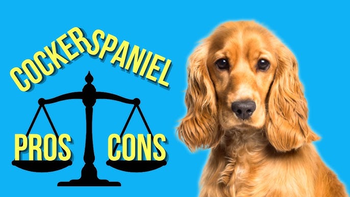 Cocker spaniel pros and cons