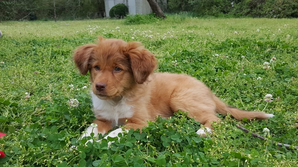 puppy-baby-grass-spring-dog-pet