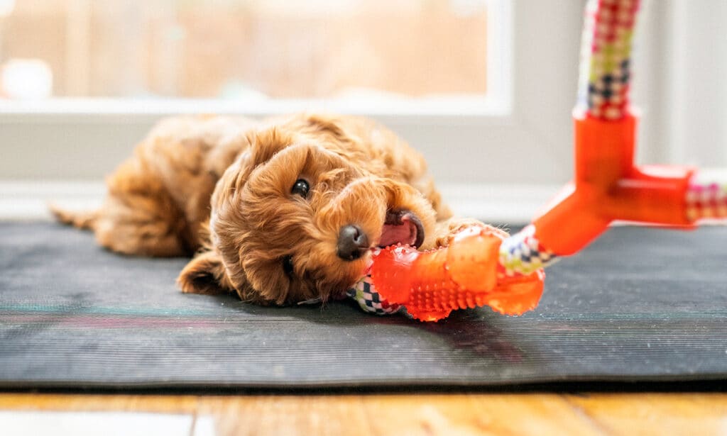 safe chew toys