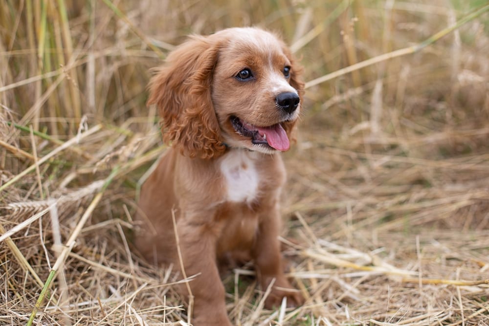 puppy-cocker-spaniel