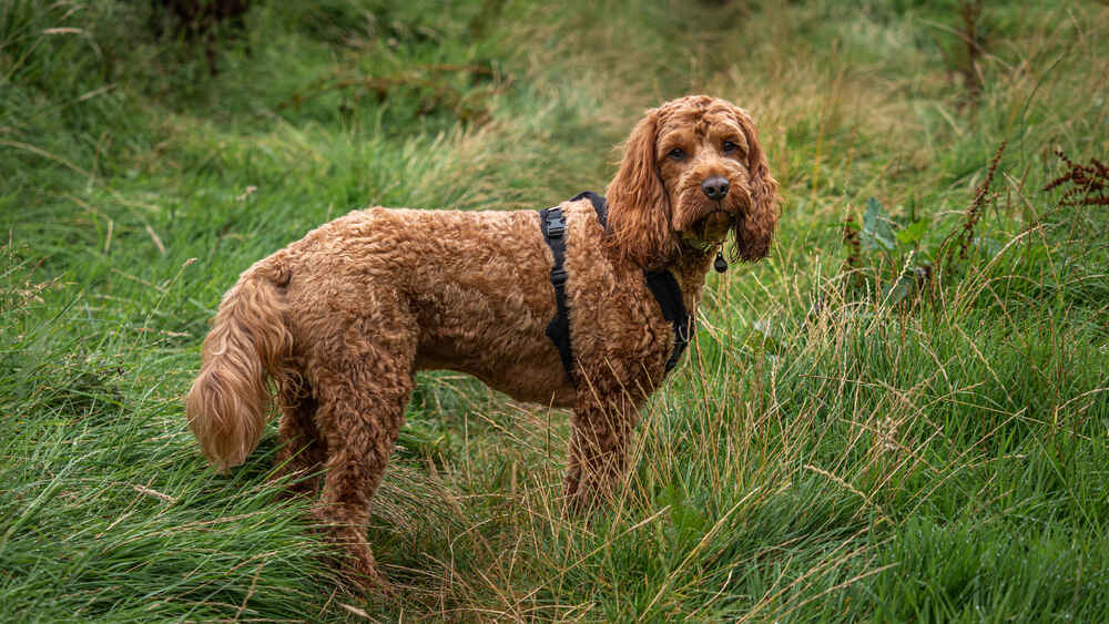 red-cockapoo-standing-in-a-field-mountaintreks