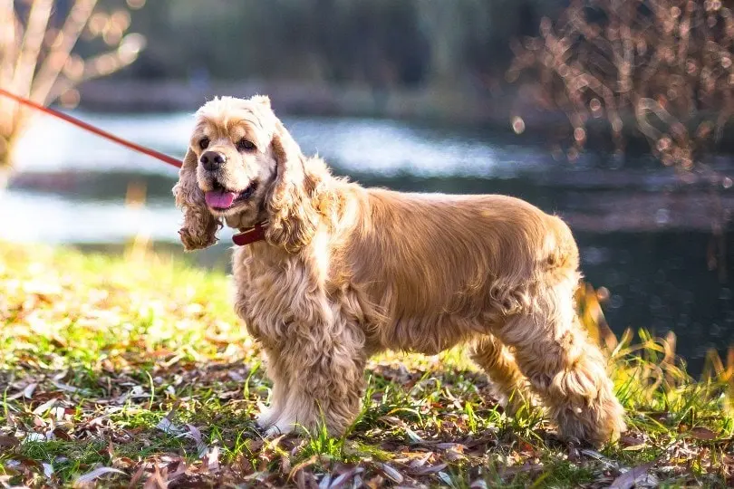 English cocker spaniel