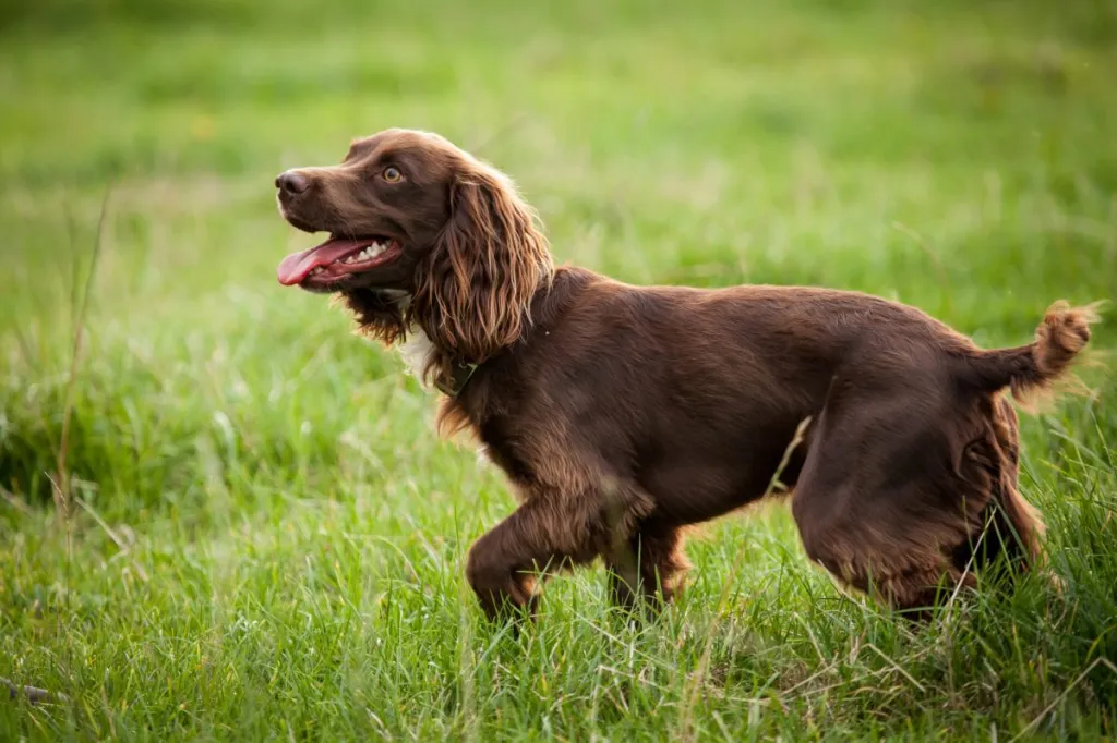 Boykin-Spaniel