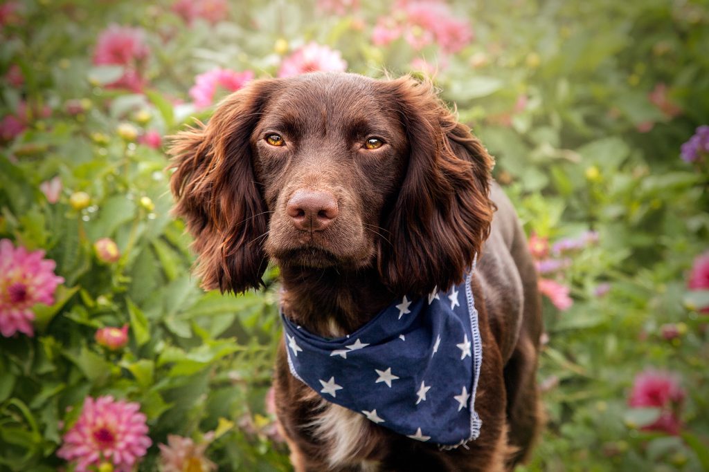 Sprocker Spaniel