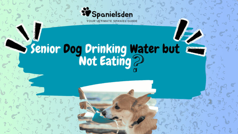 Senior Dog Drinking Water but Not Eating? Shocking Causes Revealed