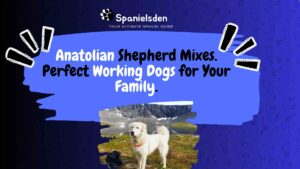 Anatolian Shepherd Mixes: Perfect Working Dogs for Your Family