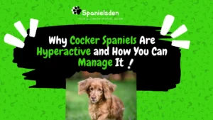 Why Cocker Spaniels Are Hyperactive and How You Can Manage It