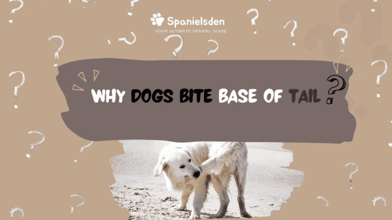 Why Dogs Bite Base of Tail: Hidden Causes and Easy Remedies