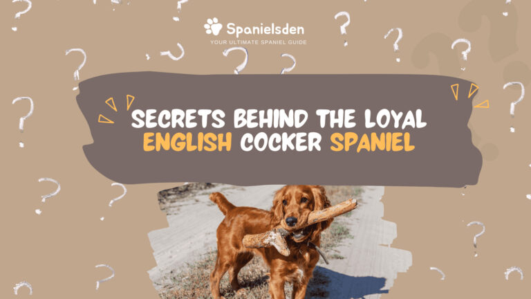 Discover the Secrets Behind the Loyal English Cocker Spaniel