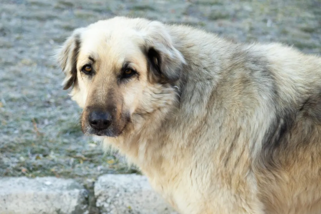 anatolian shepherd great pyrenees mix