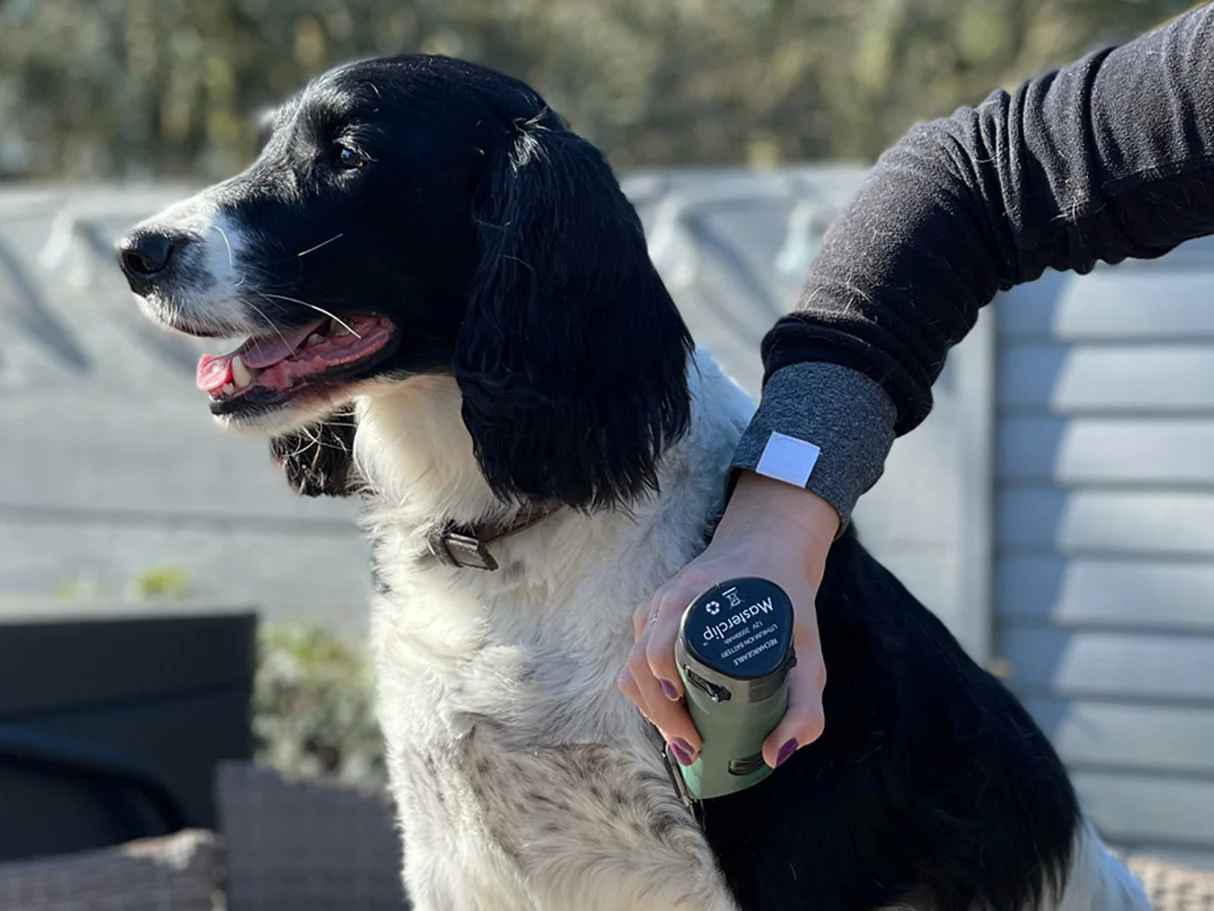 Sprocker Spaniel