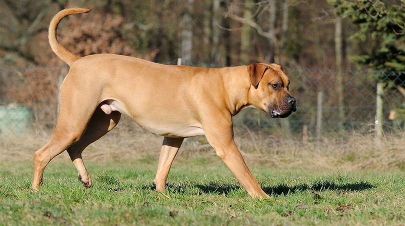 Anatolian Shepherd Boerboel Mix