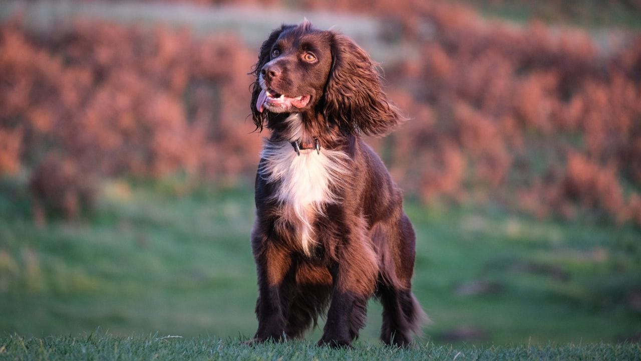 boykin-spaniel----