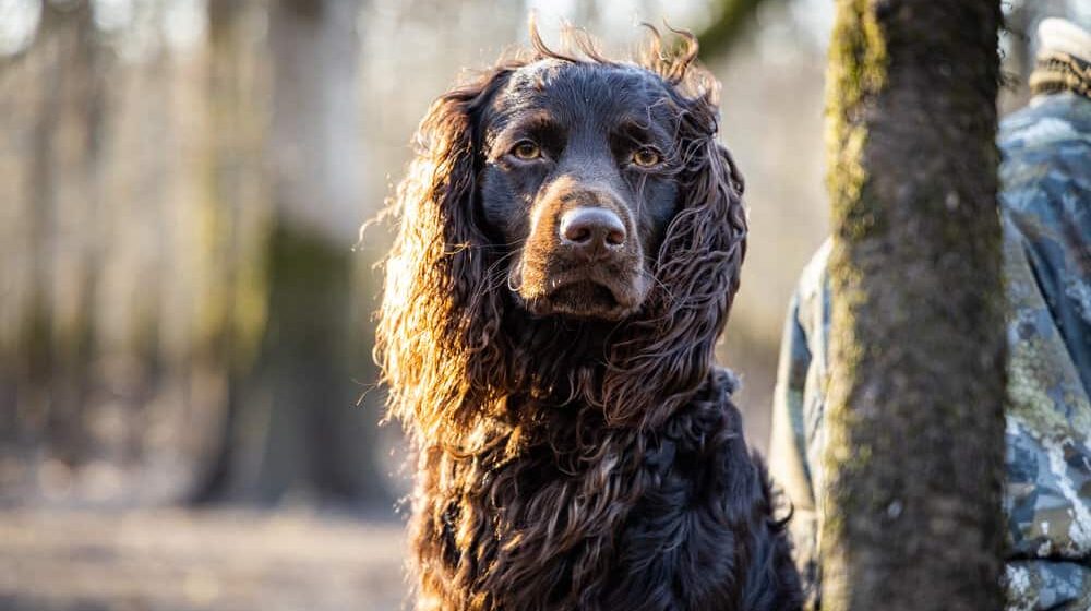 boykin-spaniel-portrait