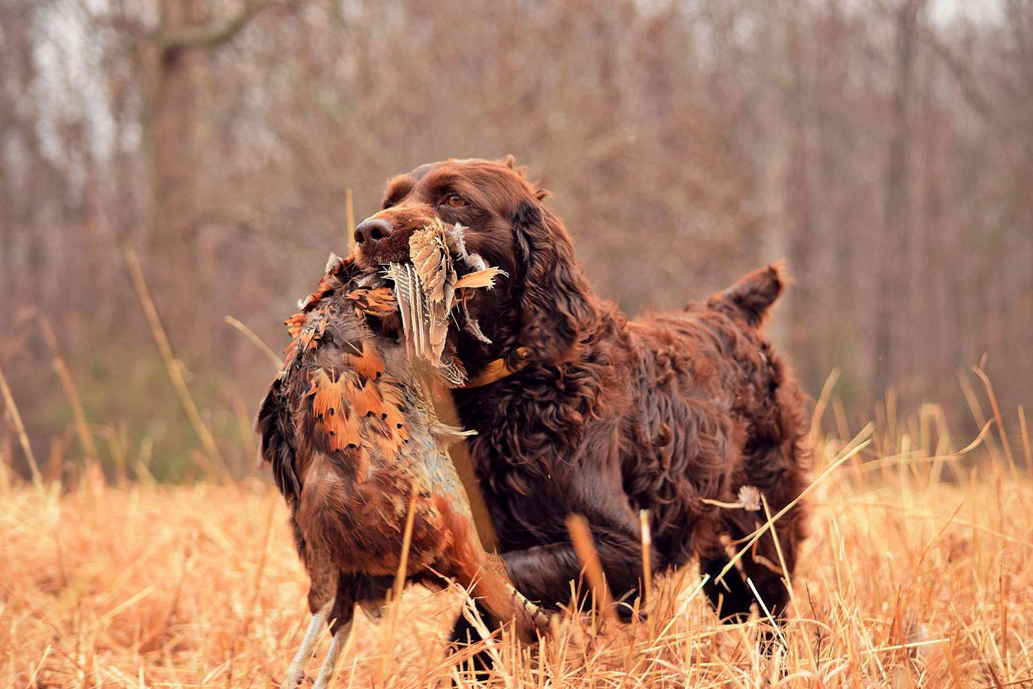 boykin-spaniel-with-pheasant