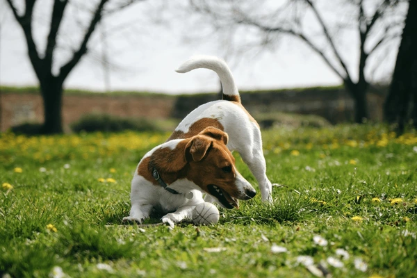 charming-red-white-jack-russell