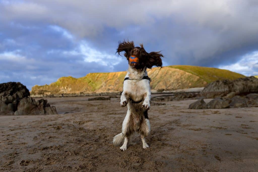 Sprocker Spaniel