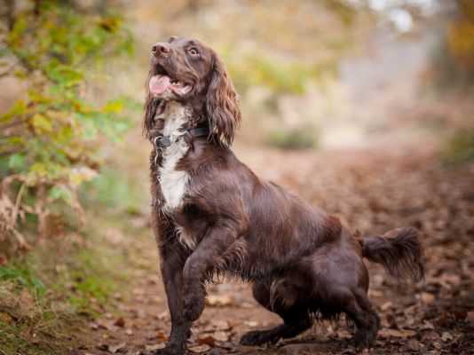 Sprocker Spaniel