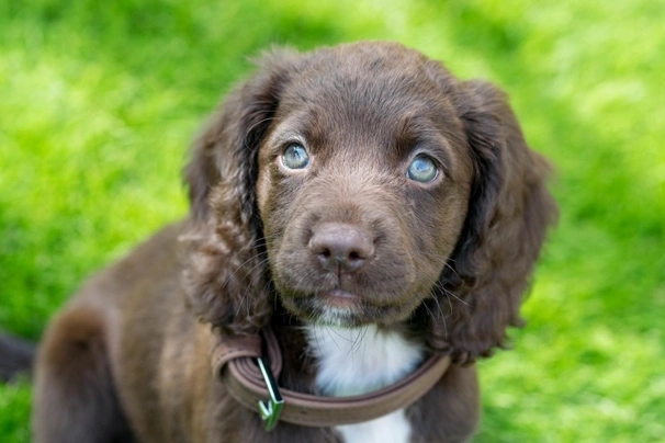 Sprocker Spaniel